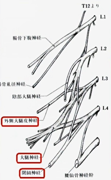 外側大腿皮神経、大腿神経、閉鎖神経