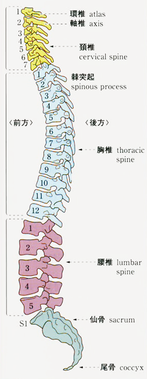 脊椎