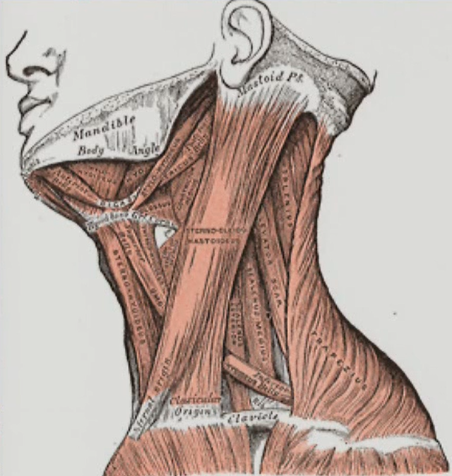 首の強い筋肉　僧帽筋や胸鎖乳突筋