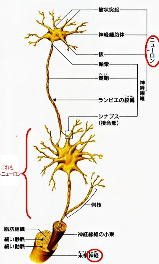 ニューロン（神経細胞）とは？ 情報を伝える主役