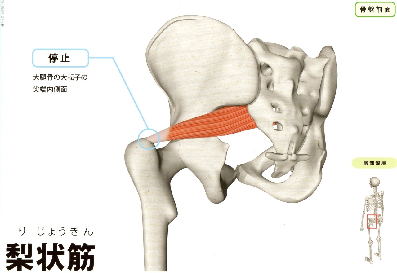 梨状筋　足のつけ根(股関節痛)