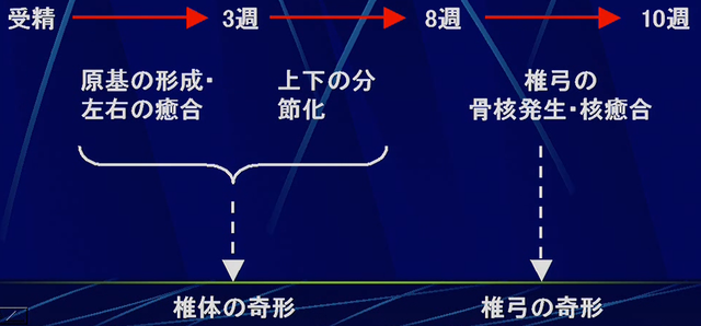 脊椎の胎生学