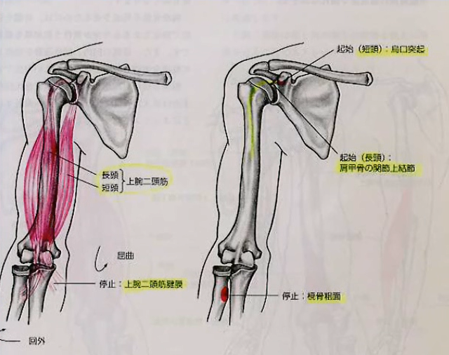 神経学的テスト　上腕二頭筋の腱反射