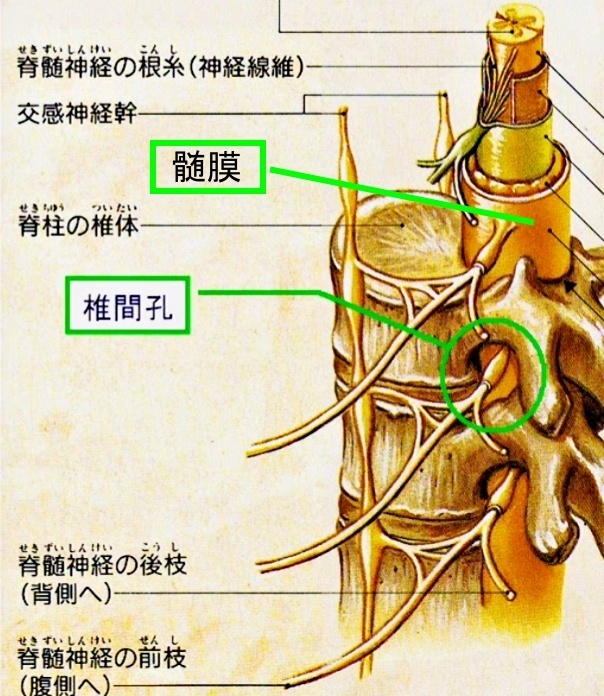 脊髄神経の外見的特徴