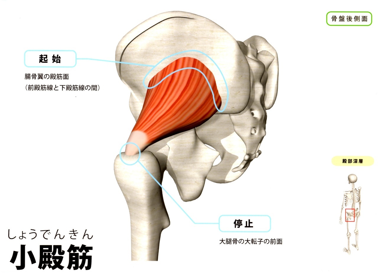 小殿筋　足のつけ根(股関節痛)