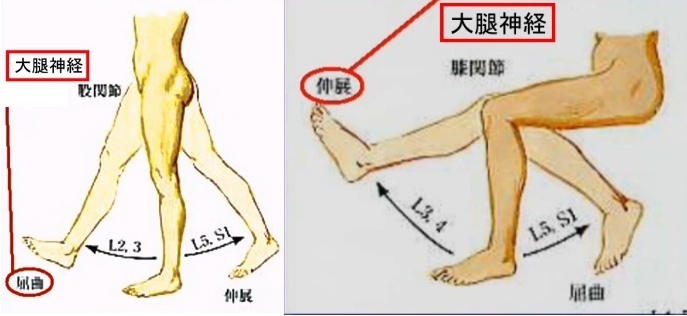 運動神経の大腿神経