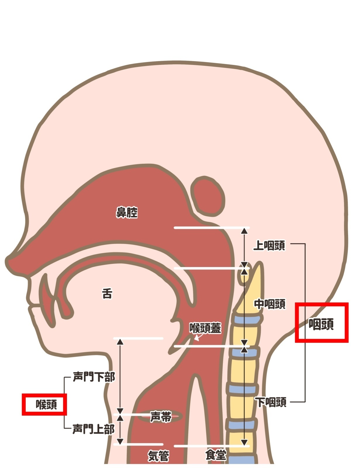 頸部の解剖学 ―多機能な「首」の奥深さ―