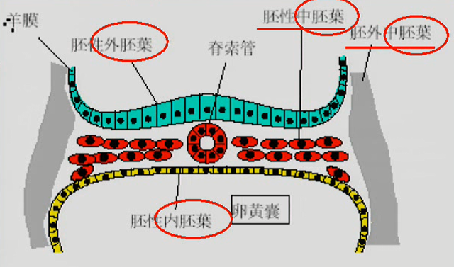 初期発生学