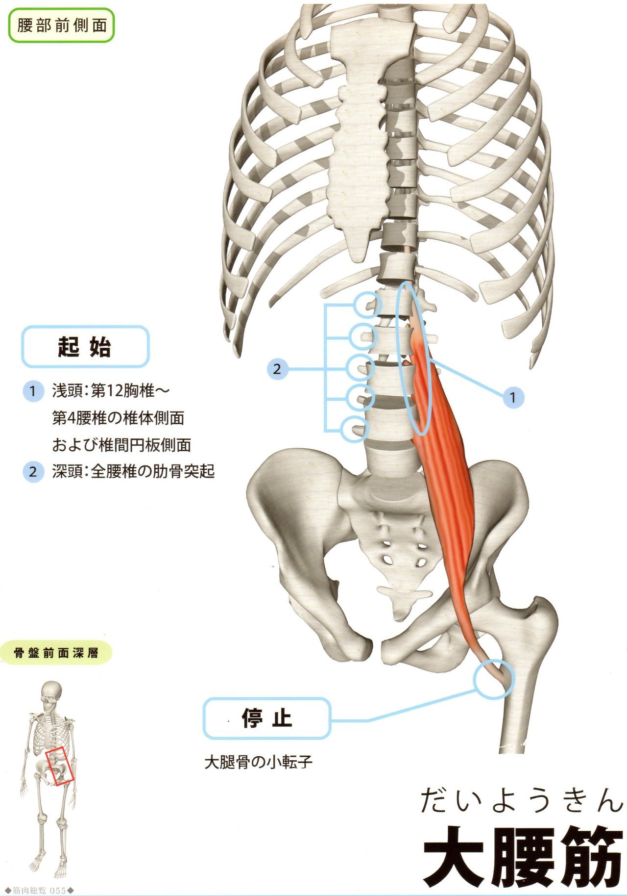 大殿筋