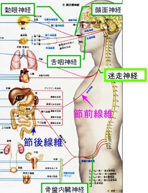 副交感神経のルート：脳幹と仙髄が起点