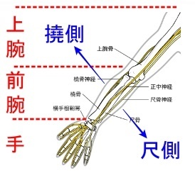 上肢（腕）に特有の表現