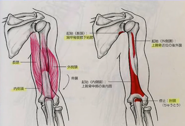 神経学的テスト　上腕三頭筋の腱反射