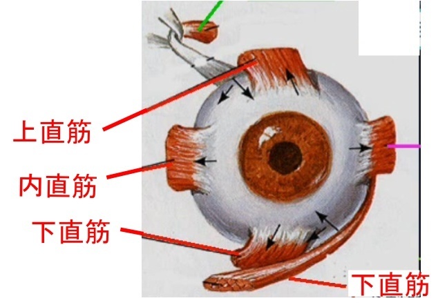 III 動眼神経（どうがんしんけい）