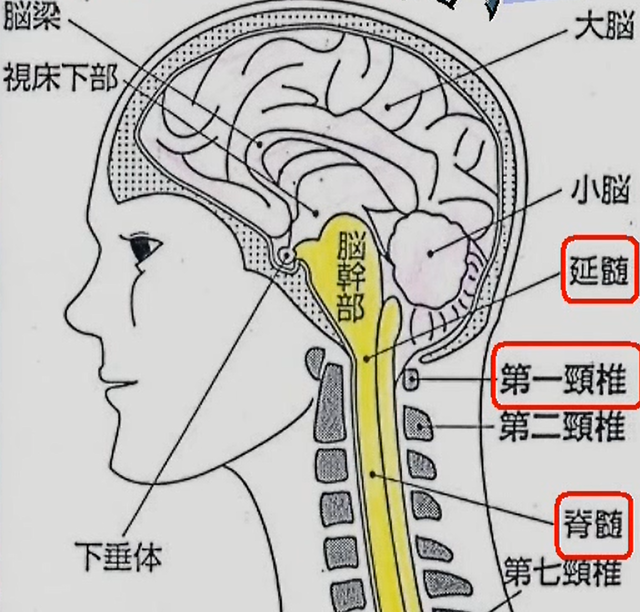 頸椎の役割　保護性