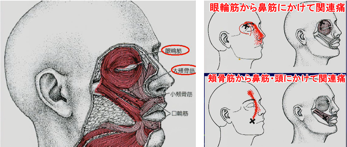 表情筋