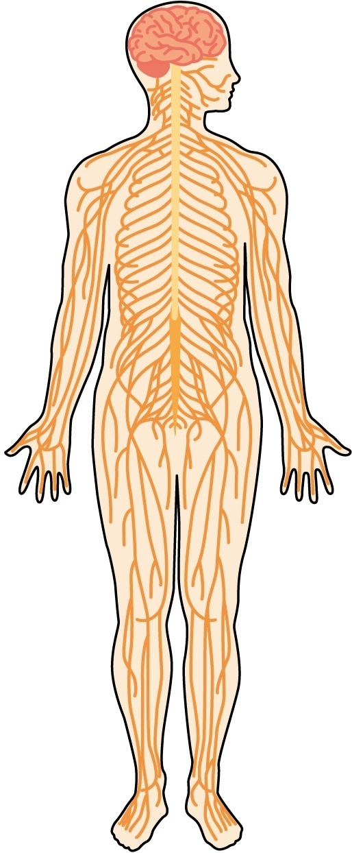 神経とは何か？全身に広がる情報ネットワーク