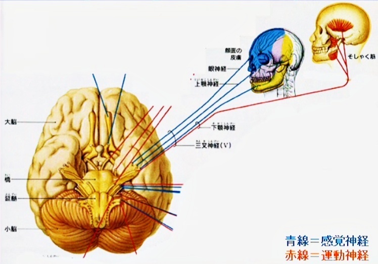 V 三叉神経（さんさしんけい）