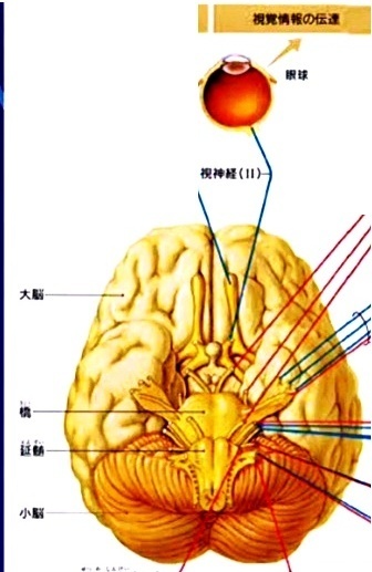 II .視神経（ししんけい）