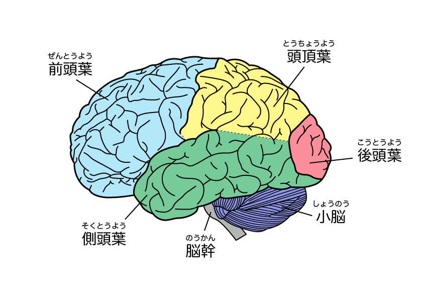 脳の各部とその機能