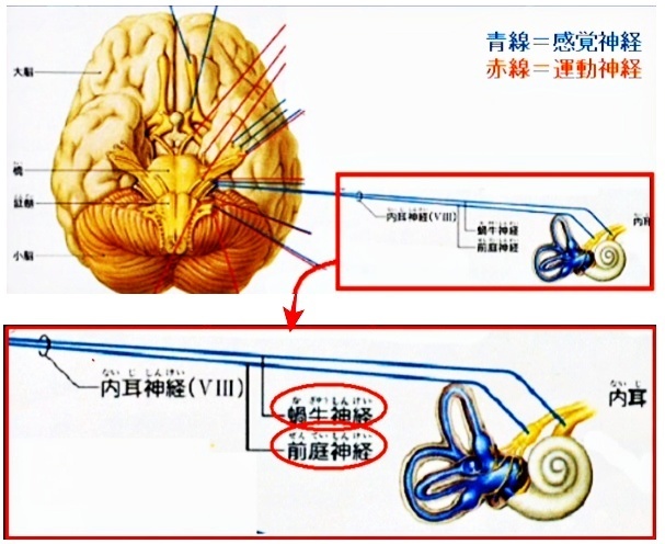 VIII 内耳神経（ないじしんけい）
