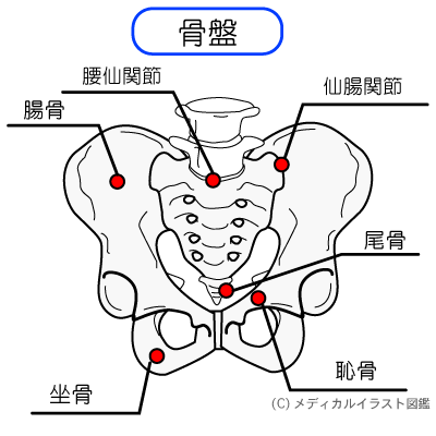 荏原中延の骨盤矯正整体