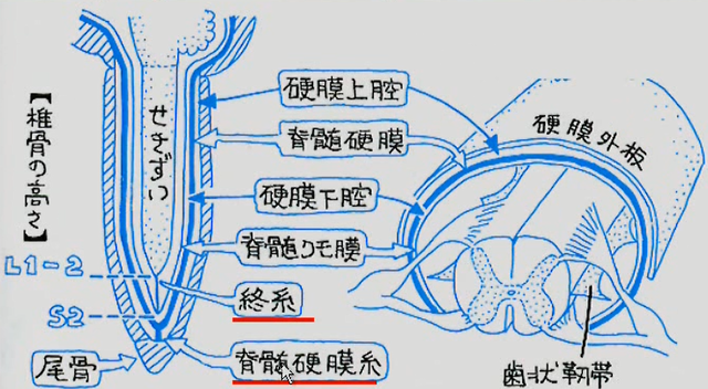 過緊張性終糸