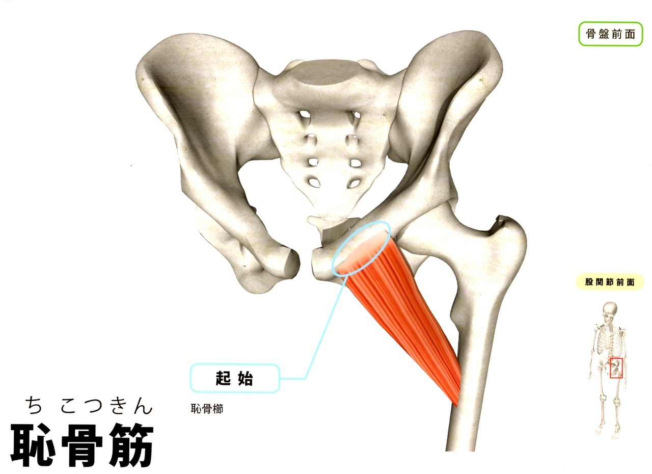 恥骨筋　足のつけ根(股関節痛)