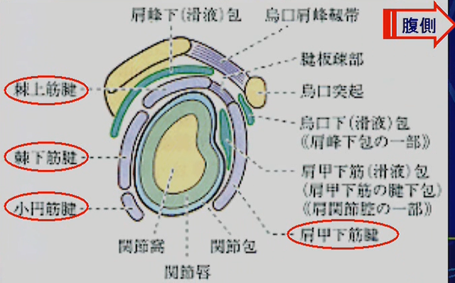 腱の断面