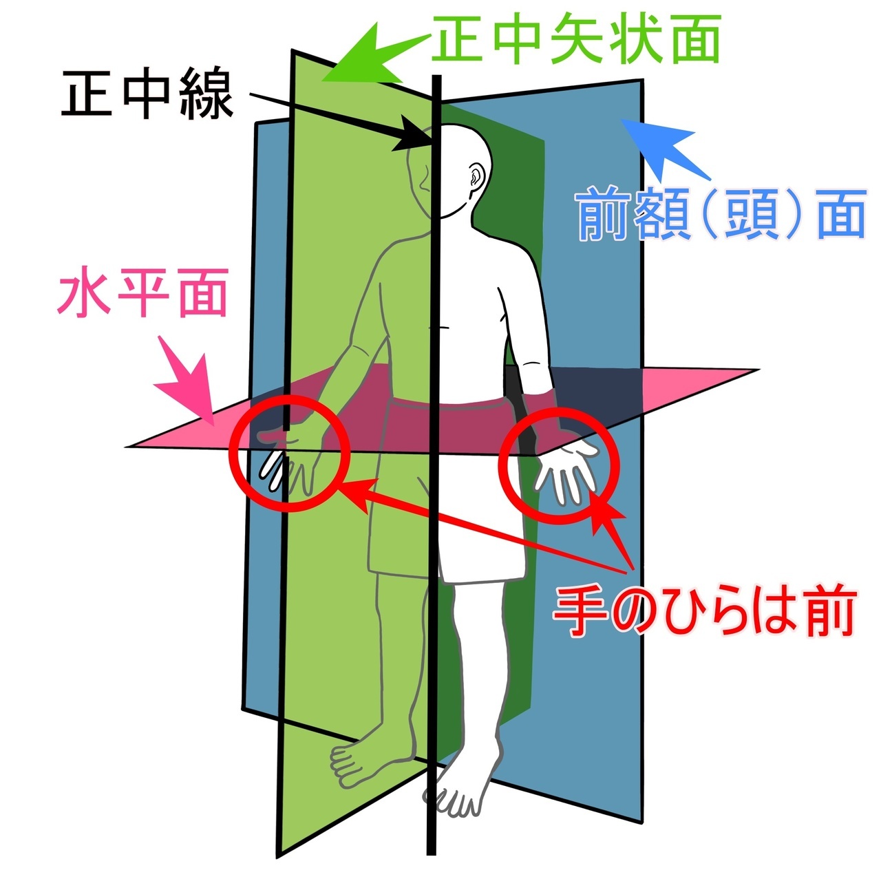 解剖学的肢位（アナトミカル・ポジション）