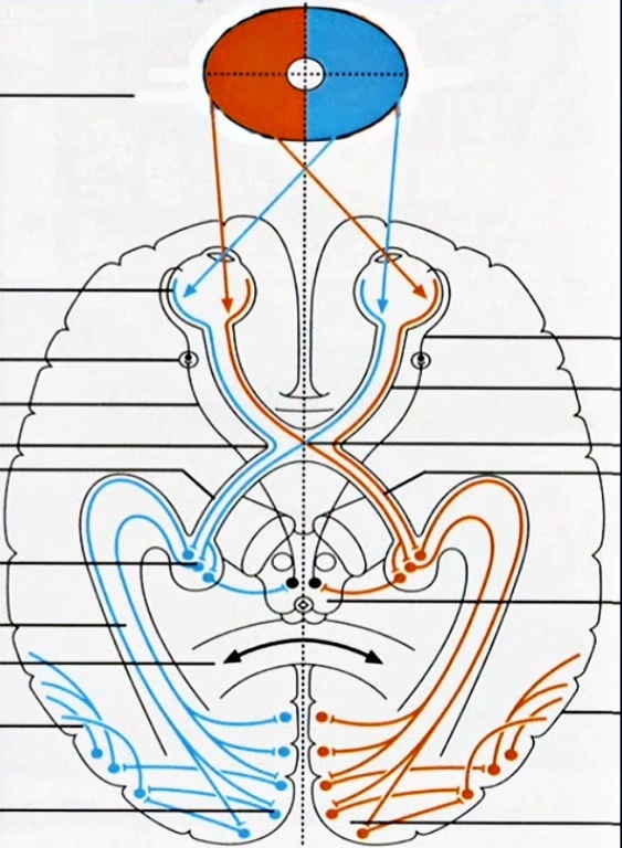 II .視神経（ししんけい）