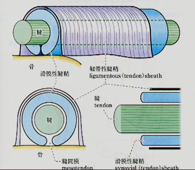 手根管症候群の腱鞘の構造