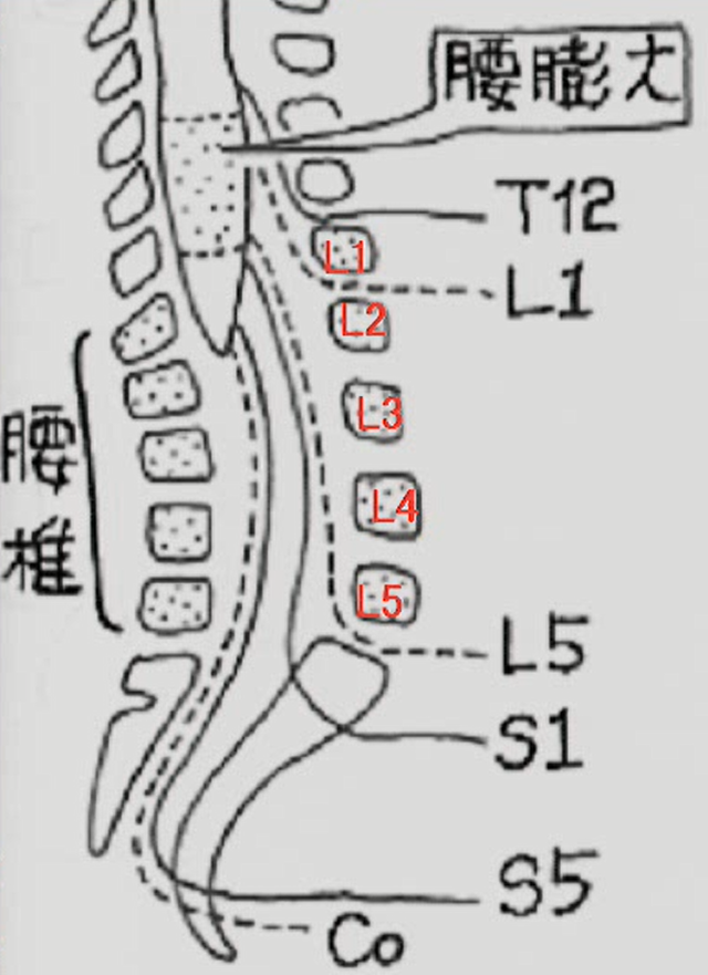 馬尾症候群