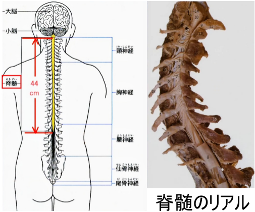 脊髄の位置と基本構造