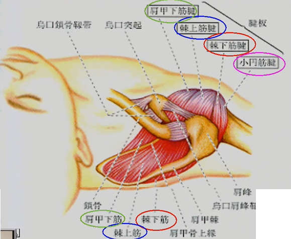 肩の筋肉