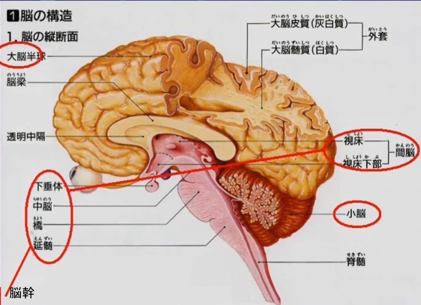 脳の構造と役割