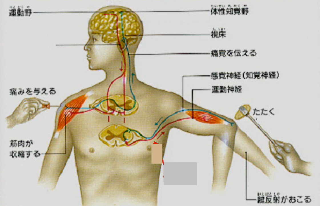 腱反射とは