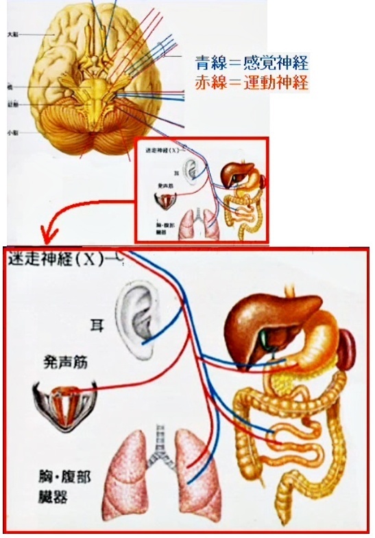 X 迷走神経（めいそうしんけい）