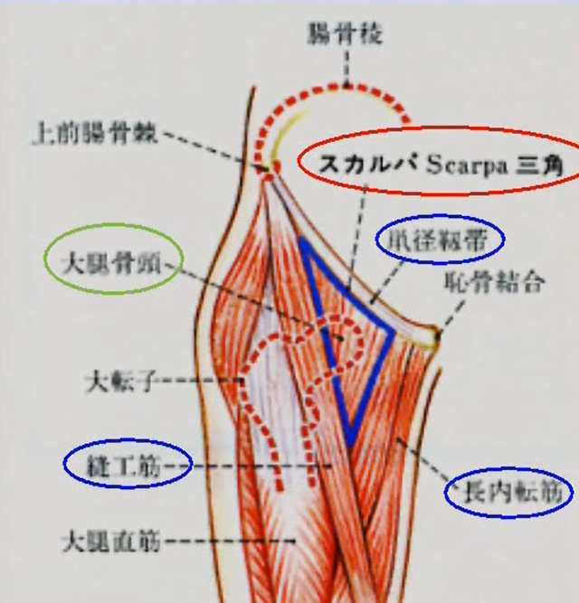 寛骨臼空虚