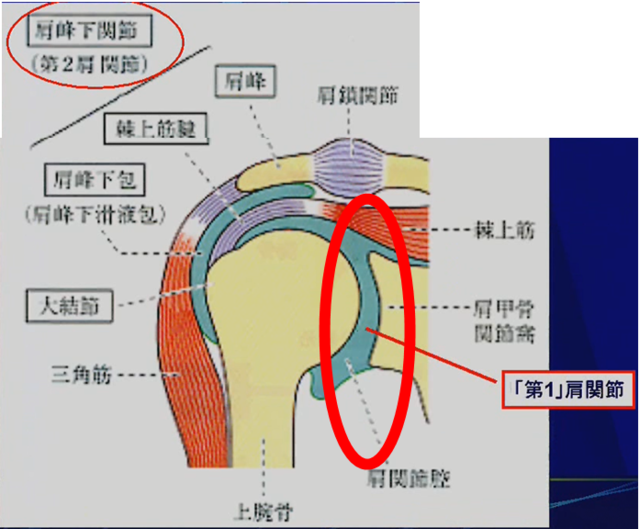 肩関節(第１肩関節)