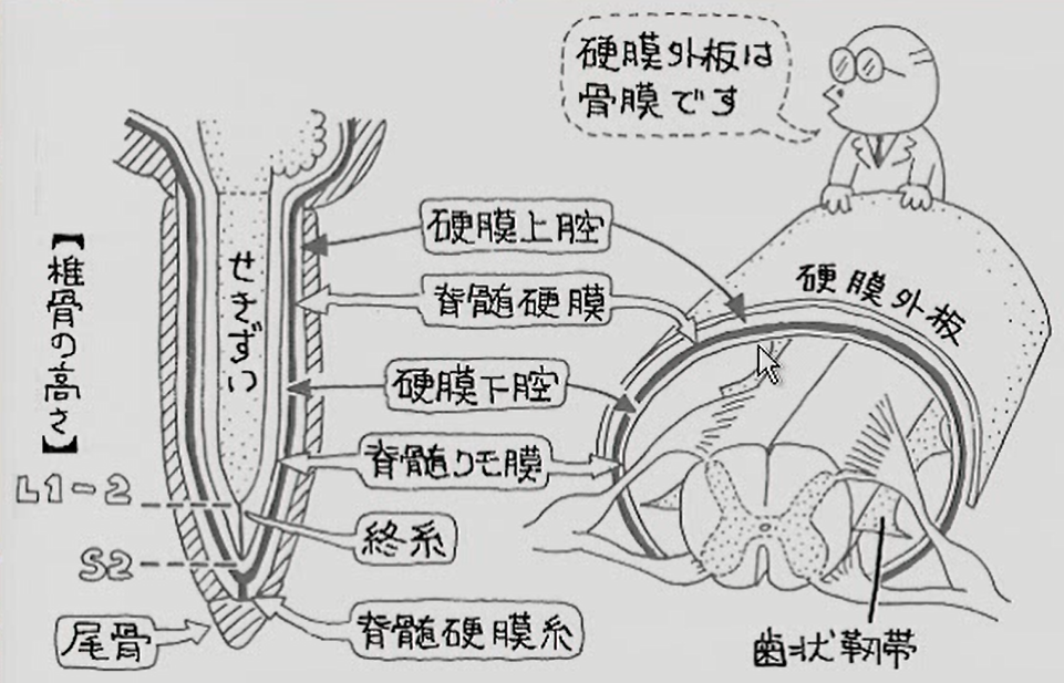 デジュリーヌ徴候の原理