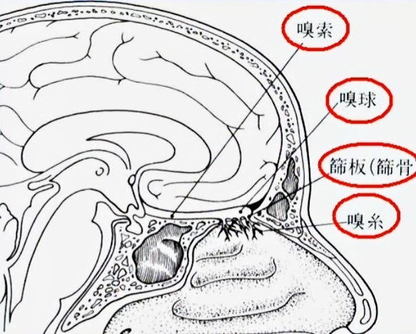 I .嗅神経（きゅうしんけい）