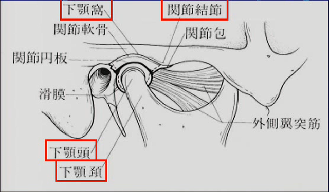 顎関節の解剖学