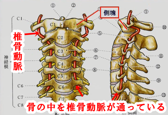 椎骨動脈は横突起の穴を通っている