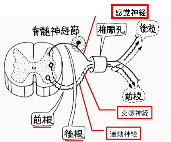 脊髄神経の基本構造