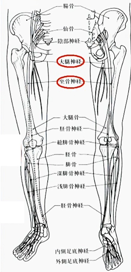 仙骨神経叢からは以下の神経が出ています： • 【坐骨神経】 • 【上・下殿神経】 • 【陰部神経】 ________________________________________ ●坐骨神経（L4〜S3） ヒトの身体の中で最も太く、長い神経。 大坐骨孔を通って骨盤から臀部、そして下肢の後面へと走行し、最終的には足裏まで枝を伸ばします。 運動神経の支配： • ハムストリング（太もも裏の筋群） • 大内転筋 ※内転筋群のうち、大内転筋は坐骨神経にも支配されます。 ________________________________________ ●坐骨神経痛の原因と特徴 坐骨神経痛は、非常に多くの人が経験する神経症状の一つです。 その理由は、坐骨神経が複数の神経根から構成され、走行範囲が広いためです。 主な原因： • 椎間板ヘルニア • 変形性脊椎症 • 梨状筋症候群（りじょうきんしょうこうぐん） ________________________________________ 梨状筋症候群とは？ • 梨状筋（深層外旋六筋の一つ）は、坐骨神経の上を覆っています。 • 長時間の座位や運動不足などにより筋肉が短縮し、神経を圧迫することがあります。 解剖学的な個人差も影響： • 通常（約86％）は坐骨神経は梨状筋の下を通りますが… • 約10％の人は坐骨神経の一部が梨状筋の中を貫いているという先天的構造。 • 圧迫を受けやすく、痛みやしびれが強くなる傾向があります。