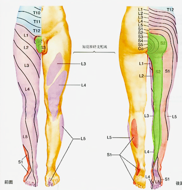 脊髄円錐部の神経支配