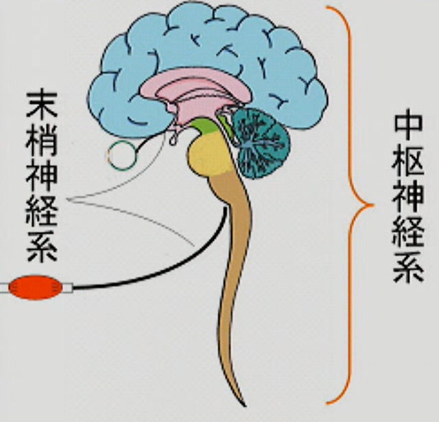 頸椎ヘルニアの麻痺について