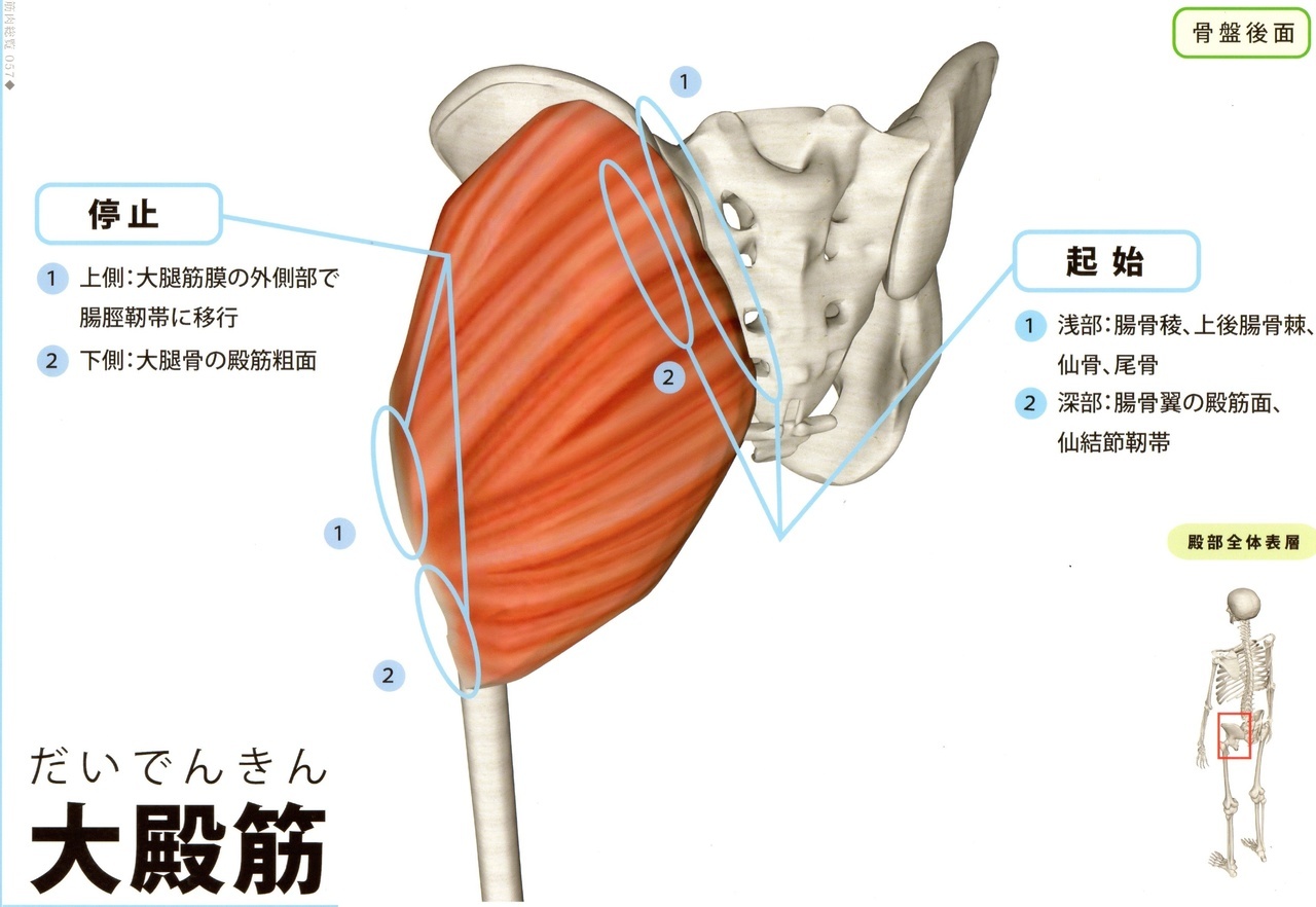 大殿筋　股関節の痛み