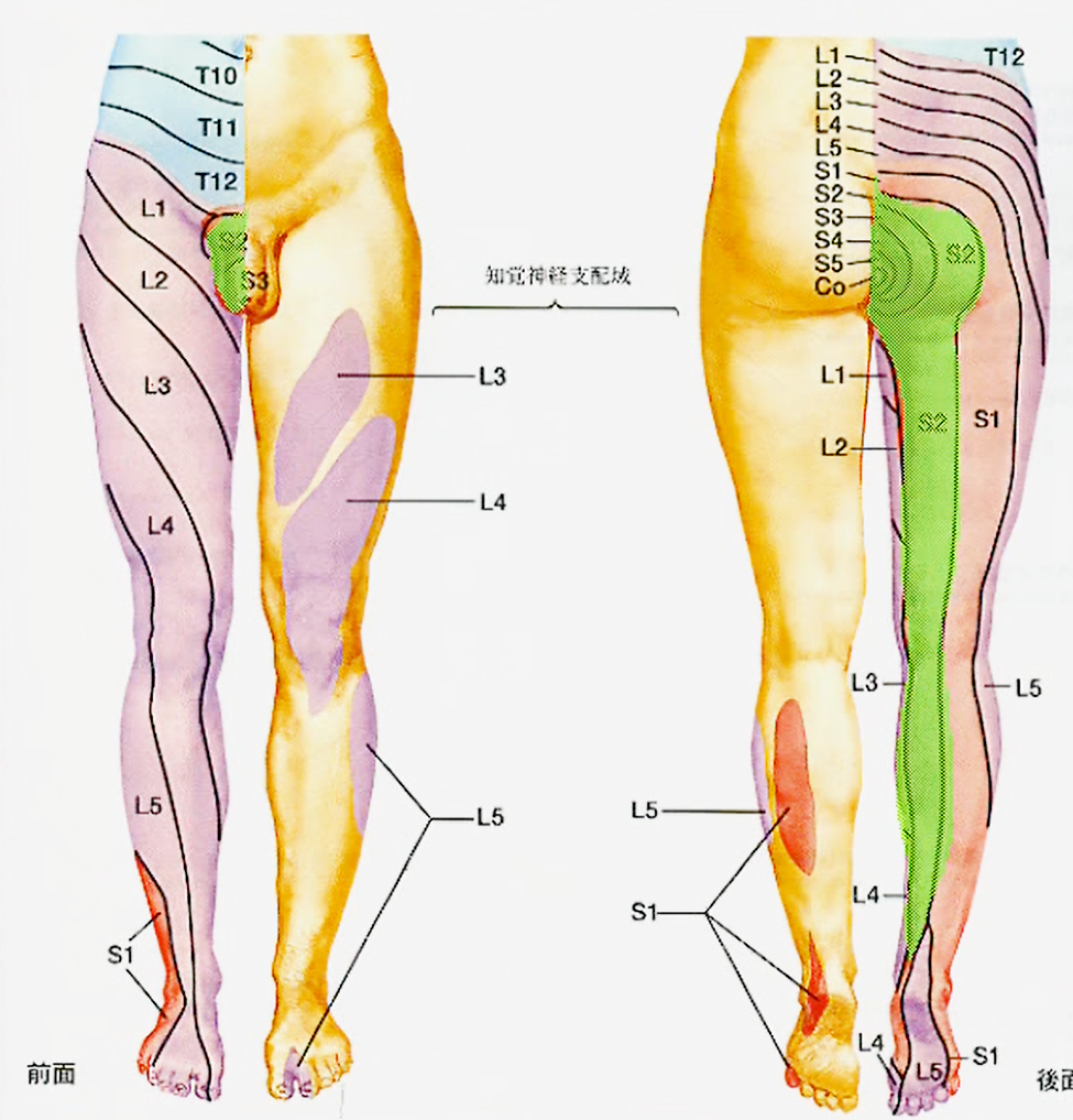 胸椎、腰椎の機能解剖【整形外科学ブログ】 - 品川区の整体 産後の骨盤 胸椎、腰椎の機能解剖【整形外科学ブログ】 - 品川区の整体 産後の骨盤