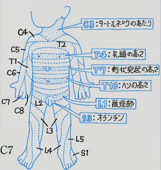 デルマトーム(皮膚節)とは - 品川区の整体 産後の骨盤矯正と痛くない小顔矯正が口コミで人気のなかのぶ整体院